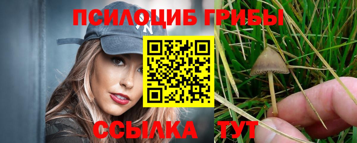 Галлюциногенные грибы Psilocybine cubensis Камышин
